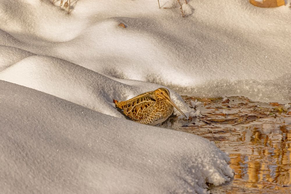USA- Colorado- Fort Collins. Wilsons snipe drinks from stream in winter.